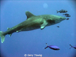 Oceanic white tip taken at Shark & Yolander 14/12/10 beli... by Gary Young 